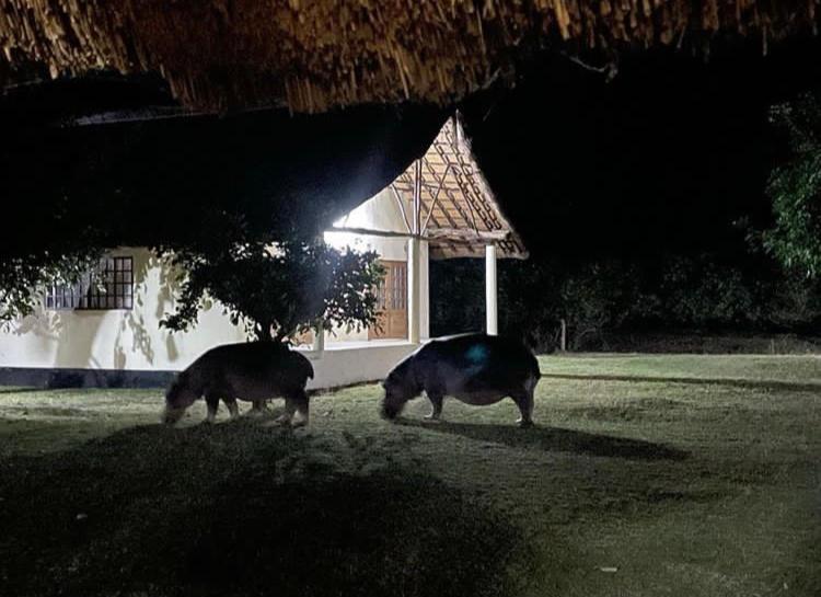 Marula Lodge Mfuwe Eksteriør bilde