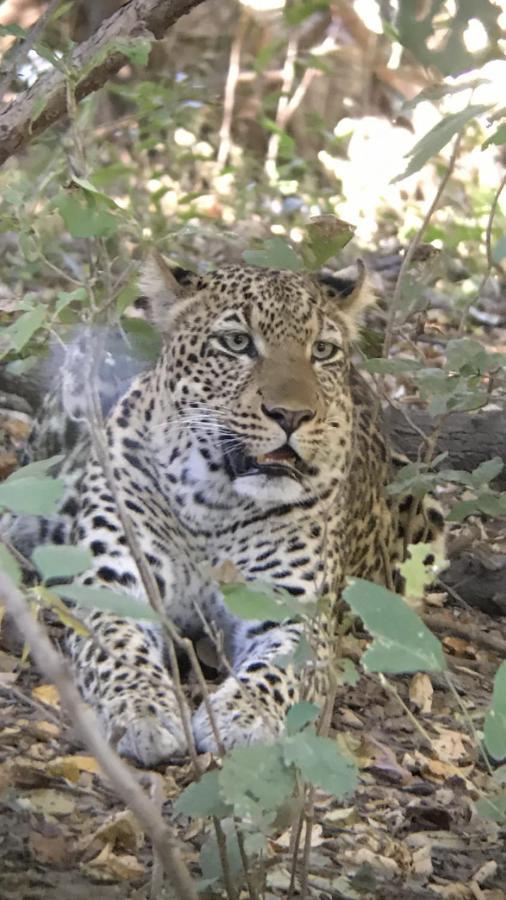 Marula Lodge Mfuwe Eksteriør bilde